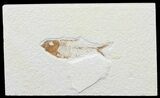 Bargain, Diplomystus Fossil Fish - Wyoming #67938-1